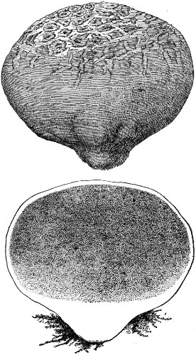 Fig. 39.