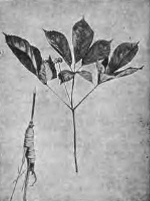 Ginseng Panax Quinquefolium.