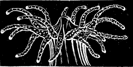 Fig. 18. Single individual of Astrangia, fully expanded.