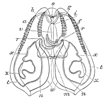 Fig. 31. Bolina seen from the broad side; o eye-speck, m mouth, r auricles, v digestive cavity, g h short rows of flappers, a f long rows of flappers, n x t z tubes winding in the larger lobes; about half natural size. (Agassiz.)