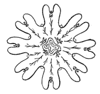 Fig. 48. Ephyra of a Discophore; Aurelia flavidula. (Agassiz.)