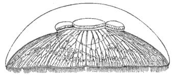 Fig. 49. Aurelia seen in profile, reduced. (Agassiz.)