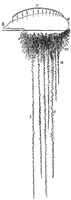 Fig. 117.
Physalia; a b air sac with crest c, m bunches of individuals, n central
tentacles, t t expanded tentacles. (Agassiz.)