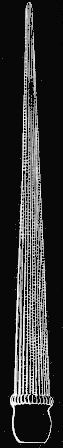 Fig. 135. Magnified spine.