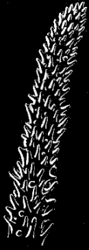 Fig. 150. Ambulacral tentacle of Ophiopholis; magnified.