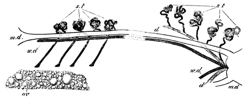 Diagram of the arrangement of the female urinogenital organs