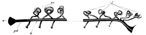 Diagram of the primitive condition of the Kidney