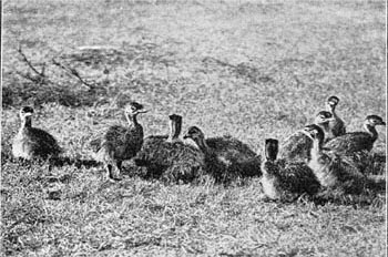 Ostrich chicks