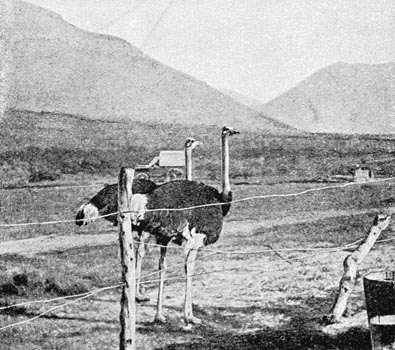 Two ostriches standing next to a fence.