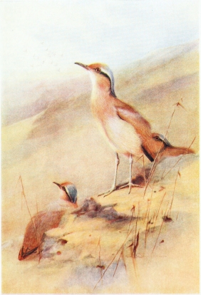 CREAM-COLOURED COURSER