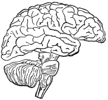 DIAGRAM ILLUSTRATING THE GENERAL RELATIONSHIPS OF THE
PARTS OF THE BRAIN

A, cerebrum; B, cerebellum; b, C, D, brain stem. (From
Martin’s “Human Body”)