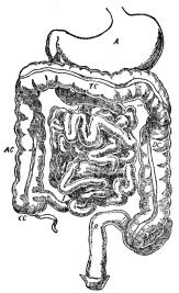 THE ALIMENTARY CANAL

A, stomach; J, I, small intestine; near CC, vermiform appendix;
AC, TC, DC, large intestine; R, rectum. (Martin’s “Human Body”)