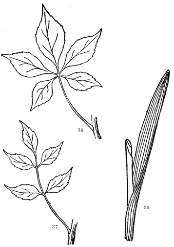 FIG. 36-38.—COMPOUND AND PARALLEL-VEINED LEAVES

Fig. 36. Palmately compound leaf, the five leaflets all arising from the
tip of the common leafstalk. Fig. 37. Pinnately compound leaf, the
leaflets arising from the sides of the common leafstalk. Fig 38. A
parallel-veined leaf. All the other leaves figured are netted-veined.