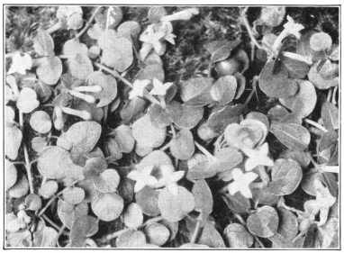 The Partridge Berry (Mitchella repens), a trailing vine
of northern forests. (Courtesy of Brooklyn Botanic Garden.)