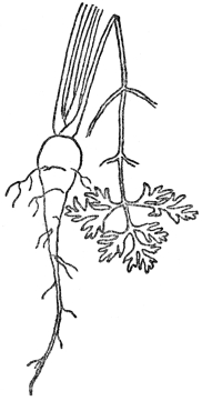 FIG. 2.—TAP ROOT OF CARROT

A store of food for the second year.