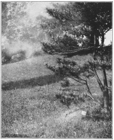 A Small Cloud of Wind-Blown Pollen of the Japanese Red
Pine (Pinus densiflora). (Photo by C. Stuart Gager. Courtesy of
Brooklyn Botanic Garden.)