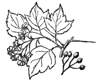 FIG. 96.—WASHINGTON THORN

A prickly shrub related to the apple, which, with the plums, cherries,
pears, strawberry, blackberry and hundreds of other plants are all
grouped in the Rosaceæ or rose family.