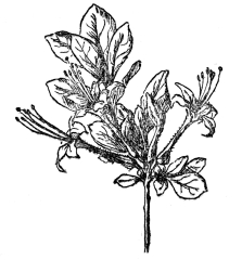 FIG 98.—SWAMP AZALEA

A shrub of the Ericaceæ, with white or pink sticky flowers and dry
capsular fruits.