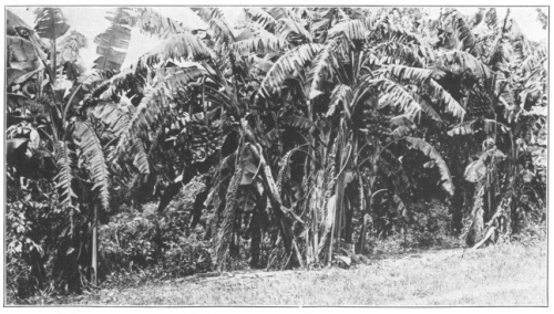 A Banana Plantation in Fruit. The banana is now grown
throughout the tropical world, but native in tropical southeastern Asia.
(Courtesy of Brooklyn Botanic Garden.)