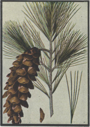 White Pine