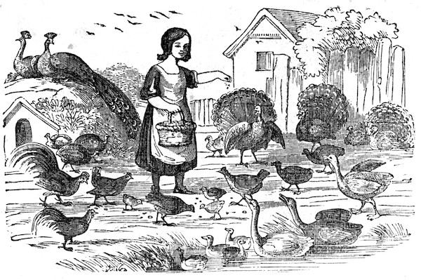 Girl feeding poultry