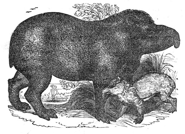 Illustration: Tapir