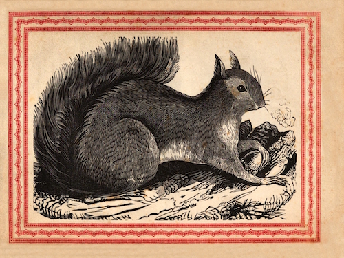 frontis-squirrel