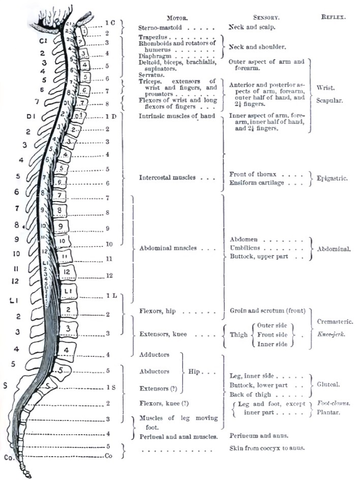 Spinal nerves and sensory and reflex functions