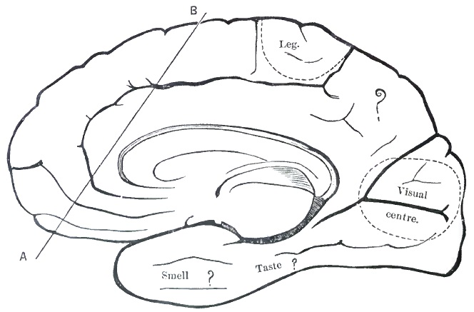 Mesal aspect of the cerebral hemisphere