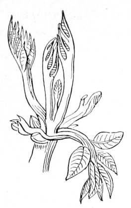 Fig. 159.—Expanding
bud of English walnut,
showing twice conduplicate
vernation.