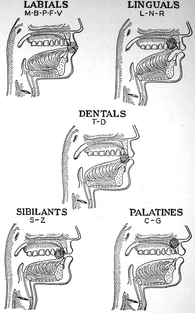 LABIALS M-B-P-F-V LINGUALS L-N-R DENTALS T-D SIBILANTS S-Z PALATINES C-G
