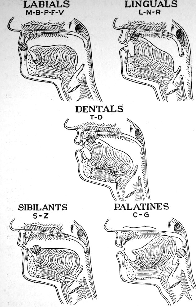 LABIALS M-B-P-F-V LINGUALS L-N-R DENTALS T-D SIBILANTS S-Z PALATINES C-G
