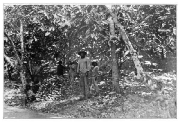 A Cacao Harvest, Trinidad.