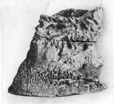 Fig. 18—Rarefying osteitis in chronic ringbone and
ossification of lateral cartilages.