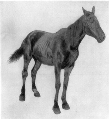 Fig. 56—Bog spavin. Showing point of view which may be
most advantageously taken by the diagnostician in examining for
distension of the capsular ligament of the tarsal joint.