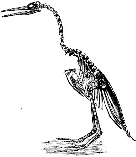 FIG. 3—HESPERORNIS REGALIS (Marsh).