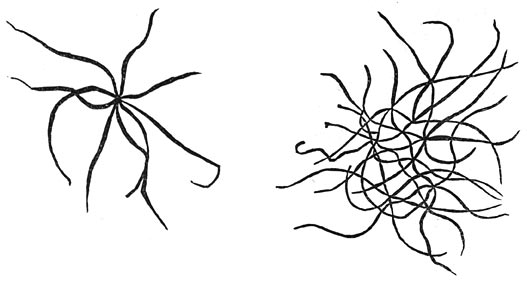 Fig. 68. Eerste planten: Wieren.