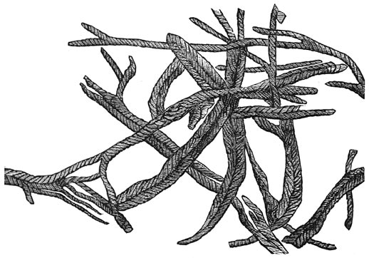 Fig. 81. De oudste planten. Chondrites bollensis elongatus.