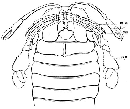 Fig. 131. Pterygotus anglica.