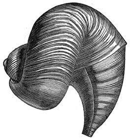 Fig. 260. Rudisten uit de krijtperiode. Caprina adversa.