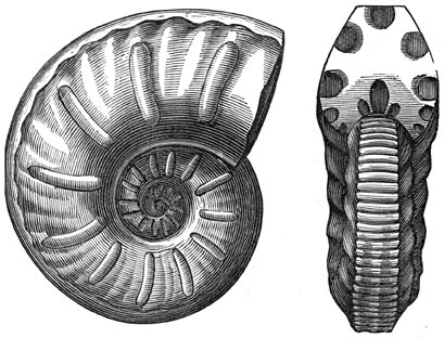 Fig. 262. Ammoniet uit de krijtperiode.