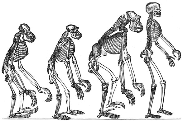 Fig. 314. Geraamte van den orang-oetan, den chimpansee, den gorilla en den mensch.