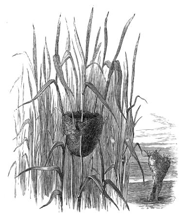 NEST OF REED WARBLER.