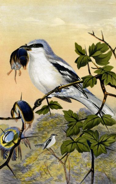 GREAT GREY SHRIKE, OR BUTCHER BIRD, WITH ITS
VICTIMS—SHREWS AND BLUE TITMOUSE.