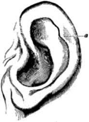 Human ear.