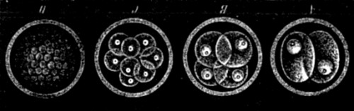 Segmentation of ovum.