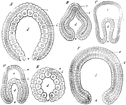 Gastrulation.