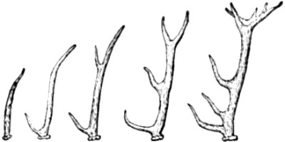 Successive stages in the development of an
existing Deer’s Antlers.