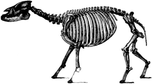 Palæotherium.