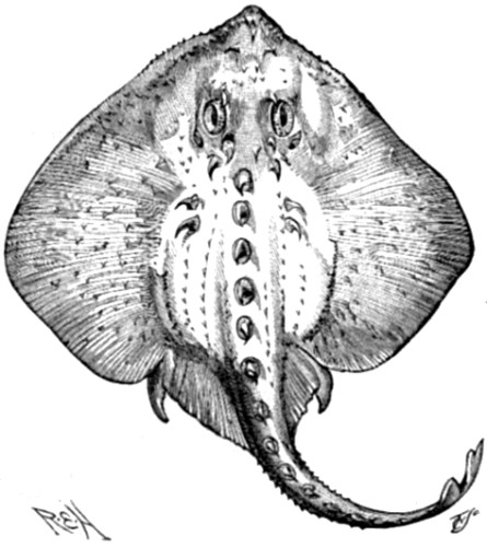 Raia radiata, representing the life size of
the youngest individual in which muscle fibres have been found
developing into electric cells.